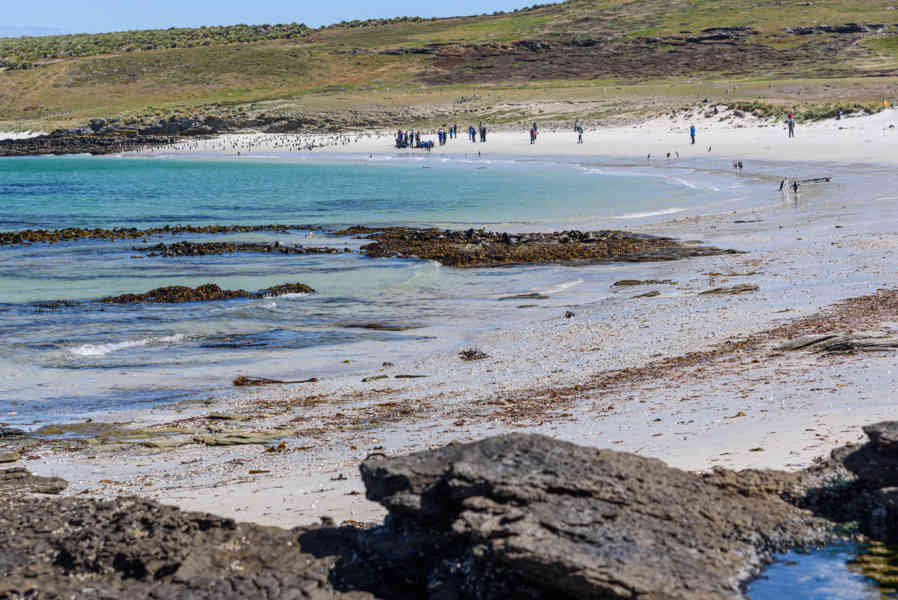 Islas Falkland o Malvinas 063 - New Island.jpg